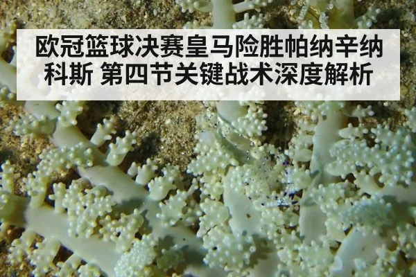 欧冠篮球决赛皇马险胜帕纳辛纳科斯 第四节关键战术深度解析