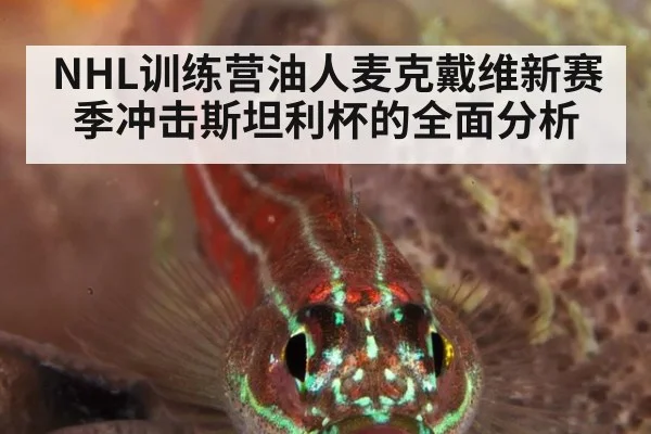 NHL训练营油人麦克戴维新赛季冲击斯坦利杯的全面分析